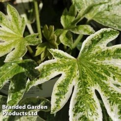 Fatsia Japonica 'Spiders Web' -Flourish Flora FATS SPIDERWEB L24505