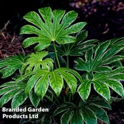 Fatsia Japonica 'Spiders Web' -Flourish Flora FATS SPIDERWEB L27144