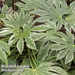 Fatsia Japonica 'Spiders Web' -Flourish Flora FATS SPIDERWEB L27145