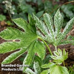 Fatsia Duo -Flourish Flora FATS SPIDERWEB L27146