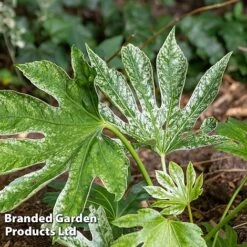 Fatsia Japonica 'Spiders Web' -Flourish Flora FATS SPIDERWEB L271461