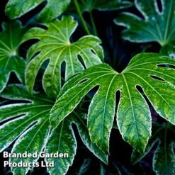 Fatsia Duo -Flourish Flora FATS SPIDERWEB L27147