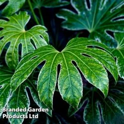Fatsia Japonica 'Spiders Web' -Flourish Flora FATS SPIDERWEB L271471