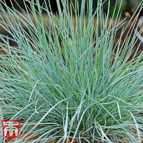 Festuca Glauca 'Elijah Blue' 1 Festuca Glauca 'Elijah Blue'