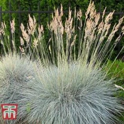 Festuca Glauca 'Elijah Blue' 6 Festuca Glauca 'Elijah Blue' -Flourish Flora FEST T58073 B