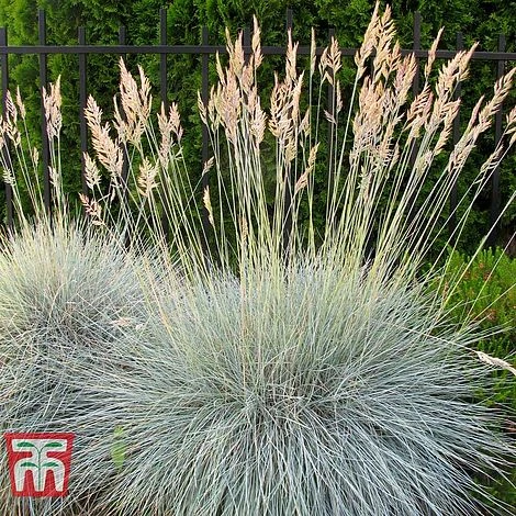 Festuca Glauca 'Elijah Blue' 2 Festuca Glauca 'Elijah Blue' - Image 2
