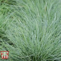Festuca Glauca 'Elijah Blue' 7 Festuca Glauca 'Elijah Blue' -Flourish Flora FEST T58073 C