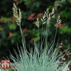 Festuca Glauca 'Elijah Blue' 8 Festuca Glauca 'Elijah Blue' -Flourish Flora FEST T58073 D
