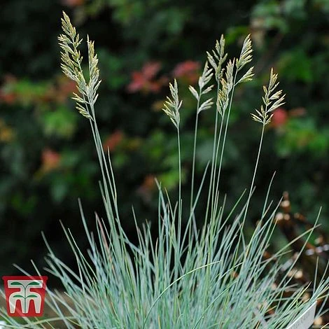 Festuca Glauca 'Elijah Blue' 4 Festuca Glauca 'Elijah Blue' - Image 4