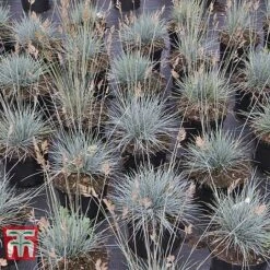 Festuca Glauca 'Elijah Blue' 9 Festuca Glauca 'Elijah Blue' -Flourish Flora FEST T58073 E