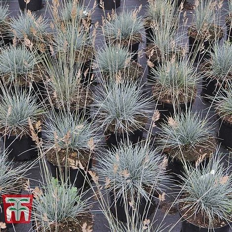 Festuca Glauca 'Elijah Blue' 5 Festuca Glauca 'Elijah Blue' - Image 5