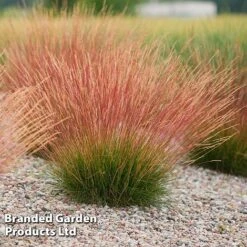 Festuca 'Sunrise' -Flourish Flora FEST SUNRISE H40759