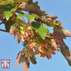 Field Maple (Hedging) -Flourish Flora FIEL 70261 A