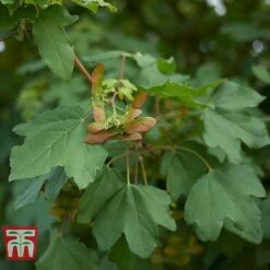 Field Maple (Hedging) -Flourish Flora FIEL 70261 B