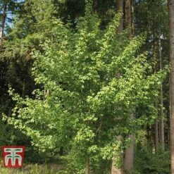 Field Maple (Hedging) -Flourish Flora FIEL 70261 E