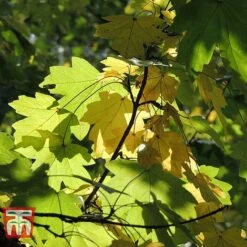 Field Maple (Hedging) -Flourish Flora FIEL 70261 G