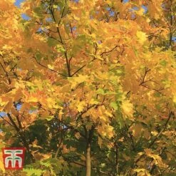Field Maple (Hedging) -Flourish Flora FIEL 70261 H
