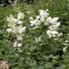 Filipendula Ulmaria