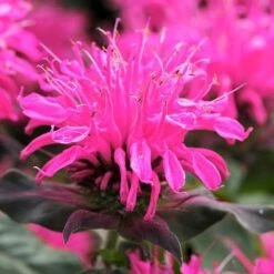 Monarda Balmy Rose -Flourish Flora FLSMON38348