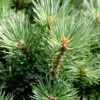 Pinus Sylvestris 'Watereri'