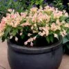 Weigela All Summer Peach