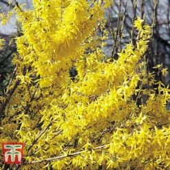 Forsythia X Intermedia 'Lynwood Variety' -Flourish Flora FORT TKA1897 B
