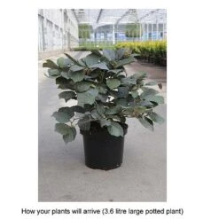 Fothergilla X Intermedia 'Blue Shadow' -Flourish Flora FOTH T67931 A h