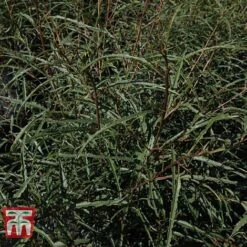 Rhamnus Frangula 'Asplenifolia' -Flourish Flora FRAN T66222 C