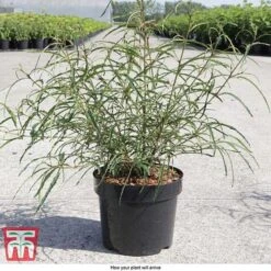 Rhamnus Frangula 'Asplenifolia' -Flourish Flora FRAN T66222 D