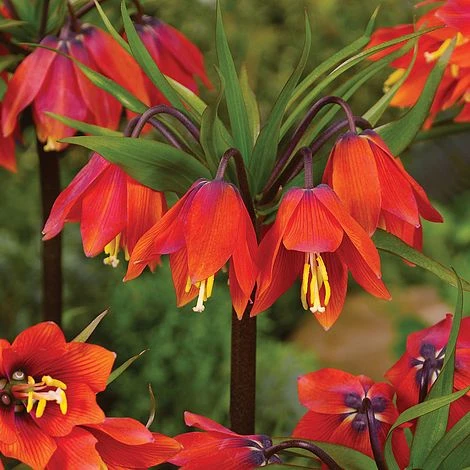 Fritillaria Imperialis 'Red' 2 Fritillaria Imperialis 'Red' - Image 2
