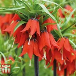 Fritillaria Imperialis 'Red'