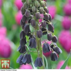Fritillaria Persica