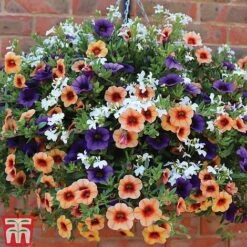 Fruit Salad Pre-Planted Basket -Flourish Flora FRUI TKA1211 B1