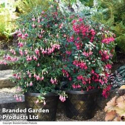 Fuchsia Whip Trio -Flourish Flora FUCH WHIPCOLL T41433