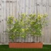 Green Beech Instant Trough Hedge 1m (pre-grown)