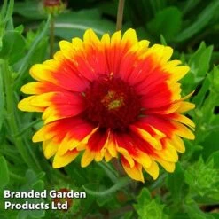 Gaillardia Aristata Giant Hybrids -Flourish Flora GAIL 64150 C