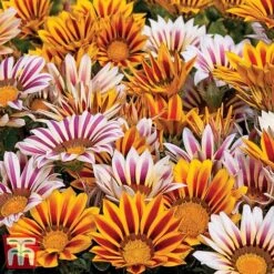 Garden Ready Bedding Collection -Flourish Flora GARD KB3128 C