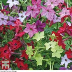 Garden Ready Bedding Collection -Flourish Flora GARD KB3128 E