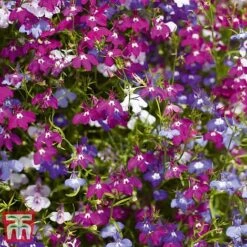 Garden Ready Bumper Collection -Flourish Flora GARD KB3132 F