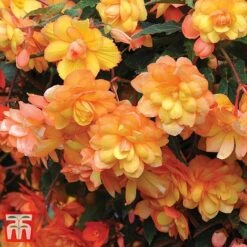 Garden Ready Bumper Collection -Flourish Flora GARD KB3132 G