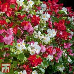 Garden Ready Bumper Collection -Flourish Flora GARD KB3132 H