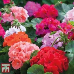 Garden Ready Bumper Collection -Flourish Flora GARD KB3132 J