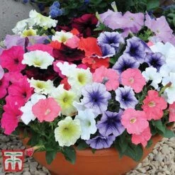 Garden Ready Bumper Collection -Flourish Flora GARD KB3132 K