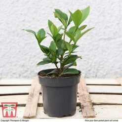 Gardenia 'Crown Jewels' -Flourish Flora GARD P94550 D1