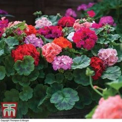 Garden Ready Container Collection -Flourish Flora GARD T57590P C