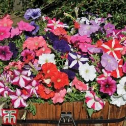 Garden Ready Container Collection -Flourish Flora GARD T57590P D