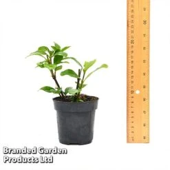 Gardenia 'Crown Jewels' -Flourish Flora GARD CROWNJ9CM T44317