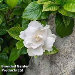 Gardenia Jasminoides 'Double Mint'