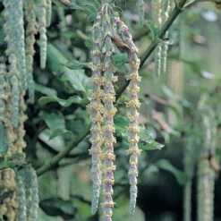 Garrya Elliptica -Flourish Flora GARR T44294 A h