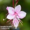 Gaura Lindheimeri Siskiyou Pink